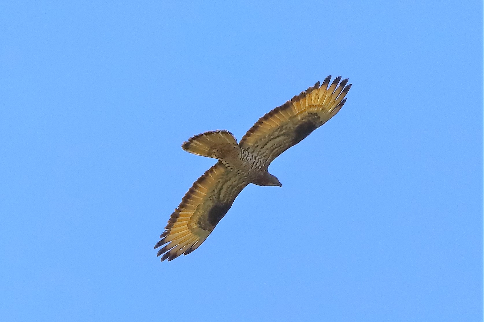 pecchiaiolo 22-07-2022