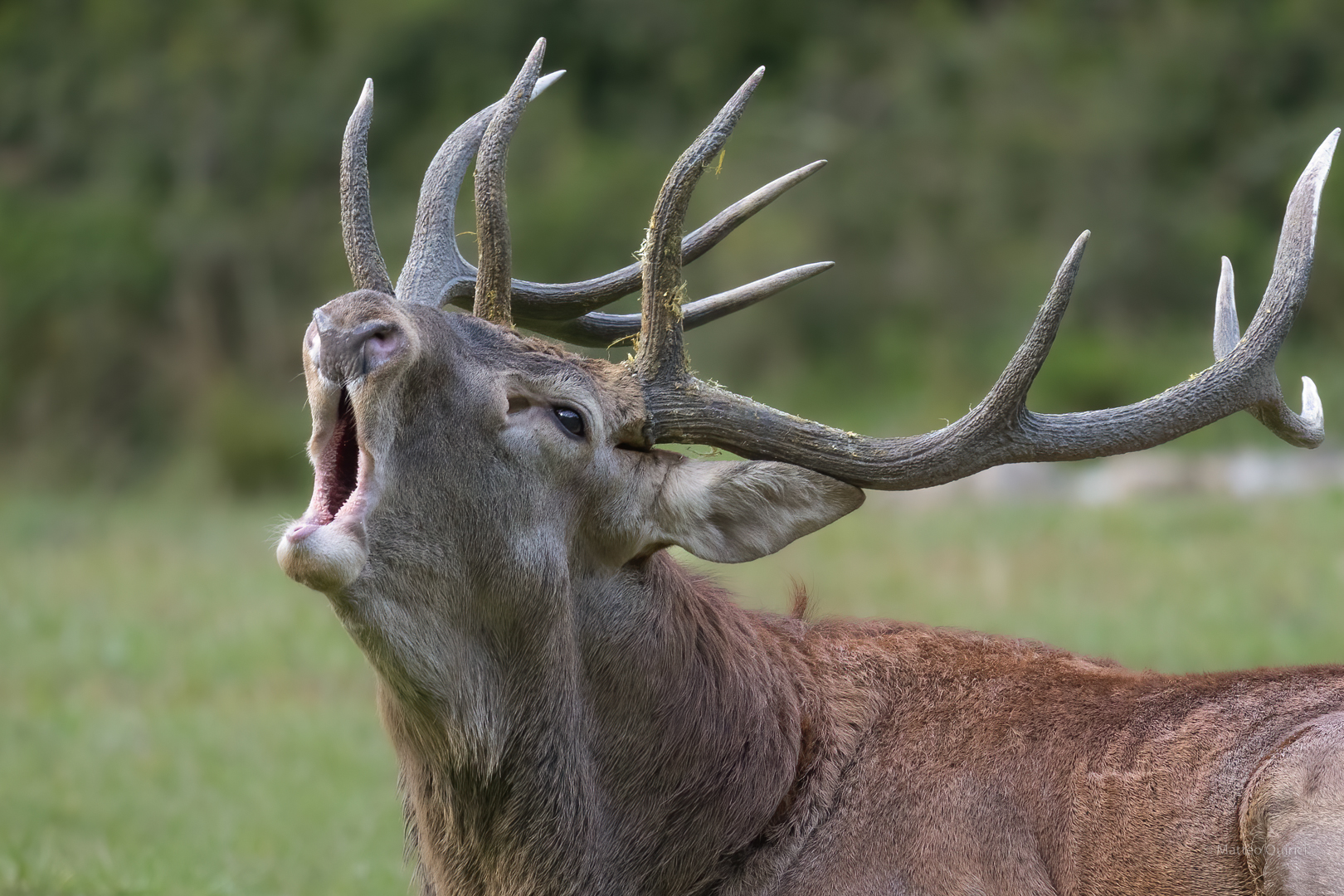 Bramito