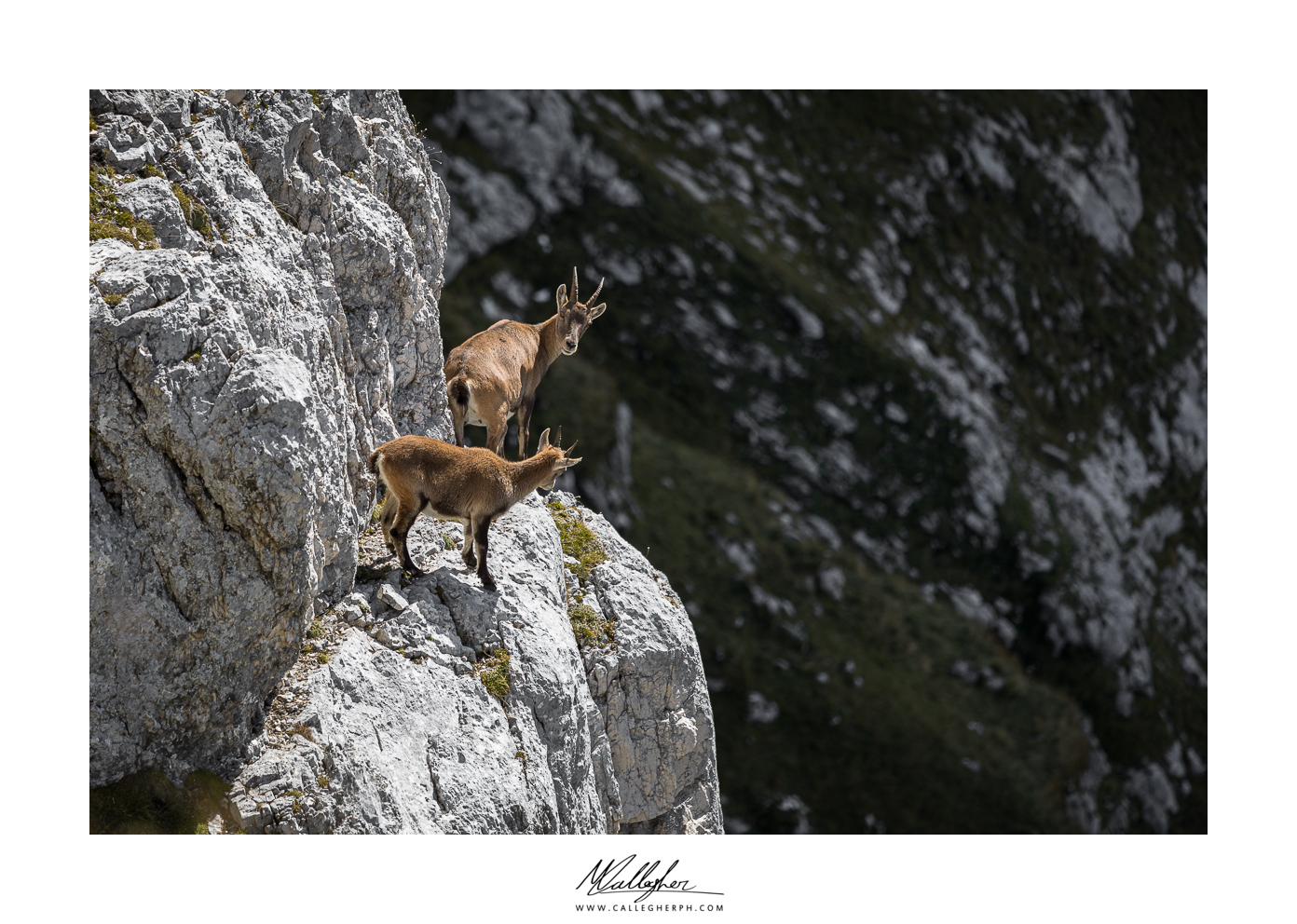 Young ibex