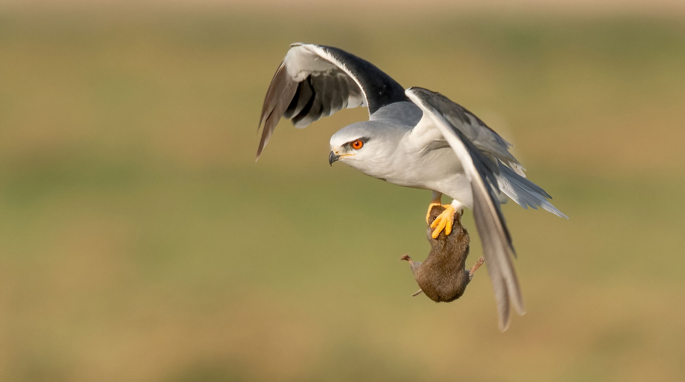 aquilone dalle spalle nere-Un cacciatore di grande talento
