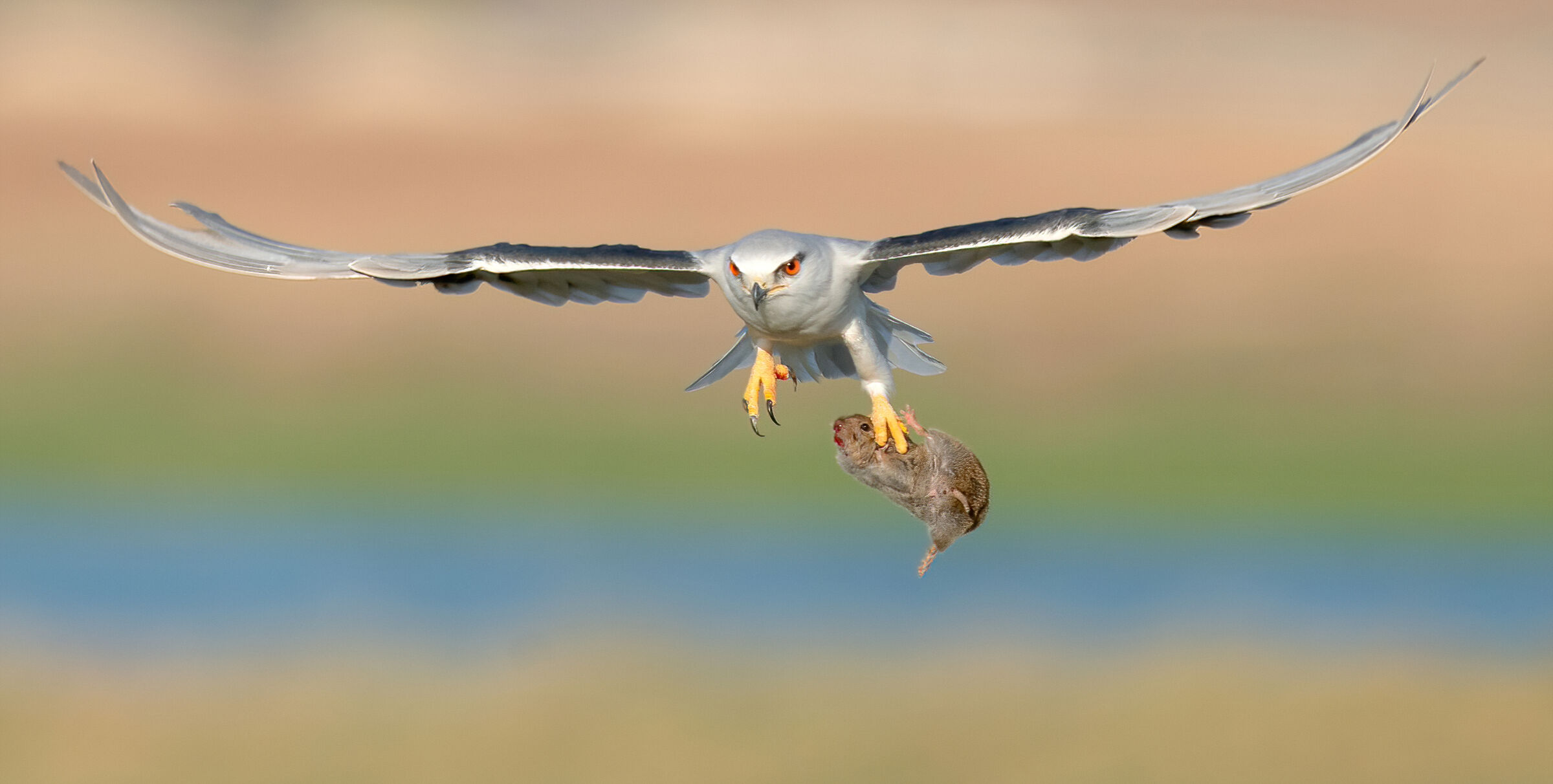 aquilone dalle spalle nere di un'arvicola