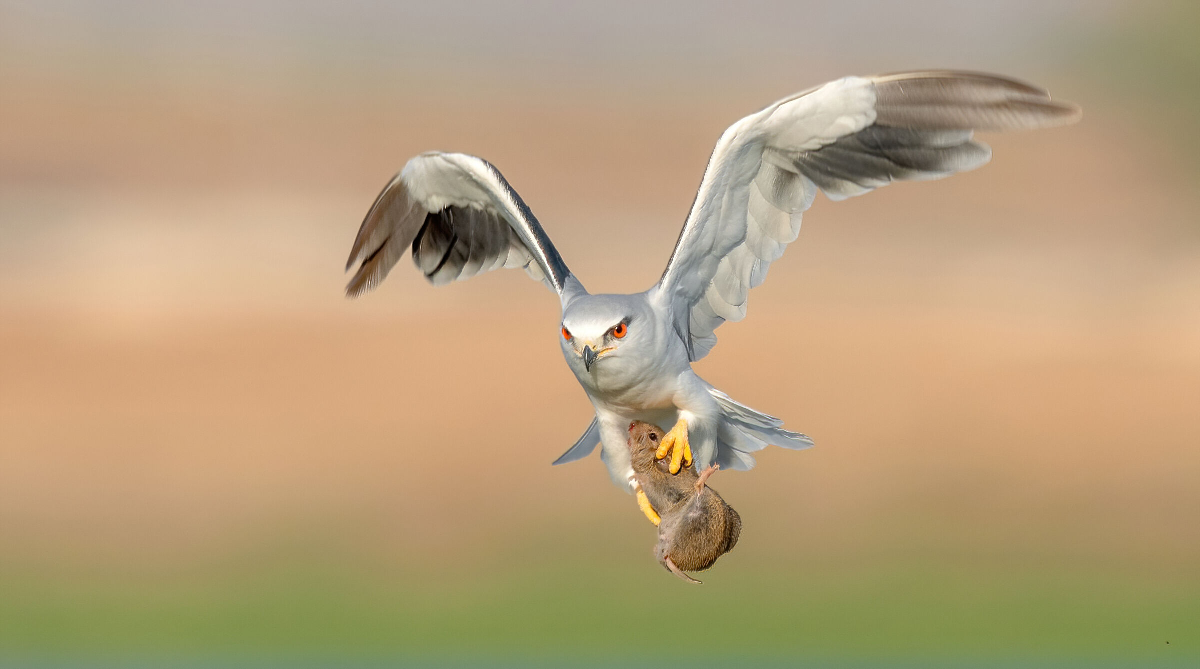 aquilone dalle spalle nere-Un abbraccio mortale