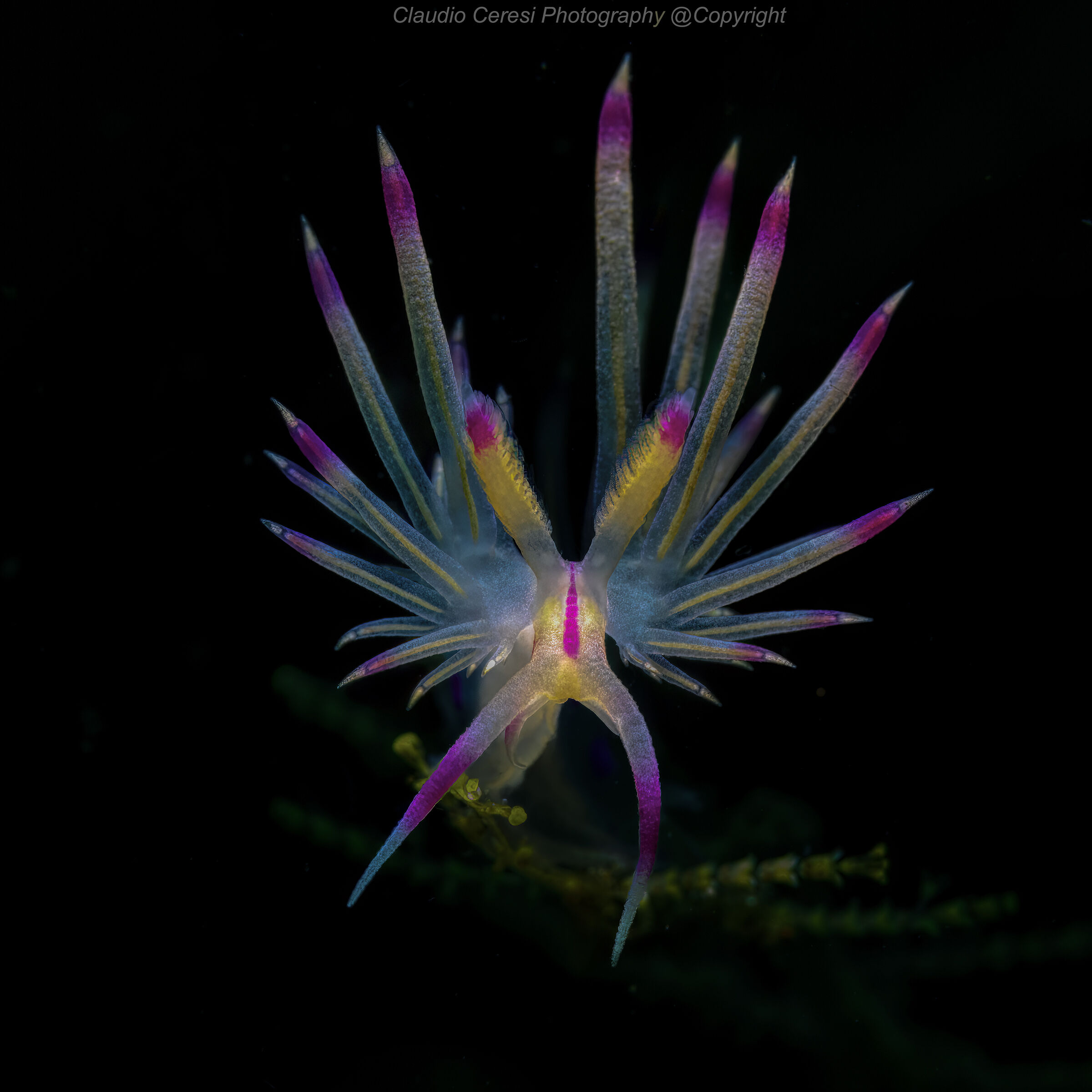 flabellina sp. Anilao, Philippines  october 2017