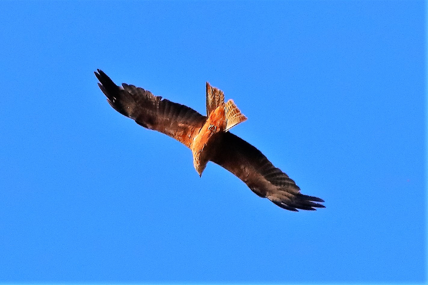 Nibbio bruno 30-07-2022