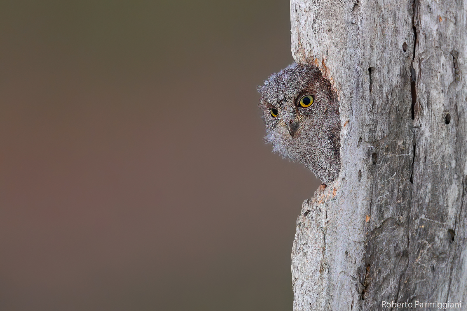 Scops owl