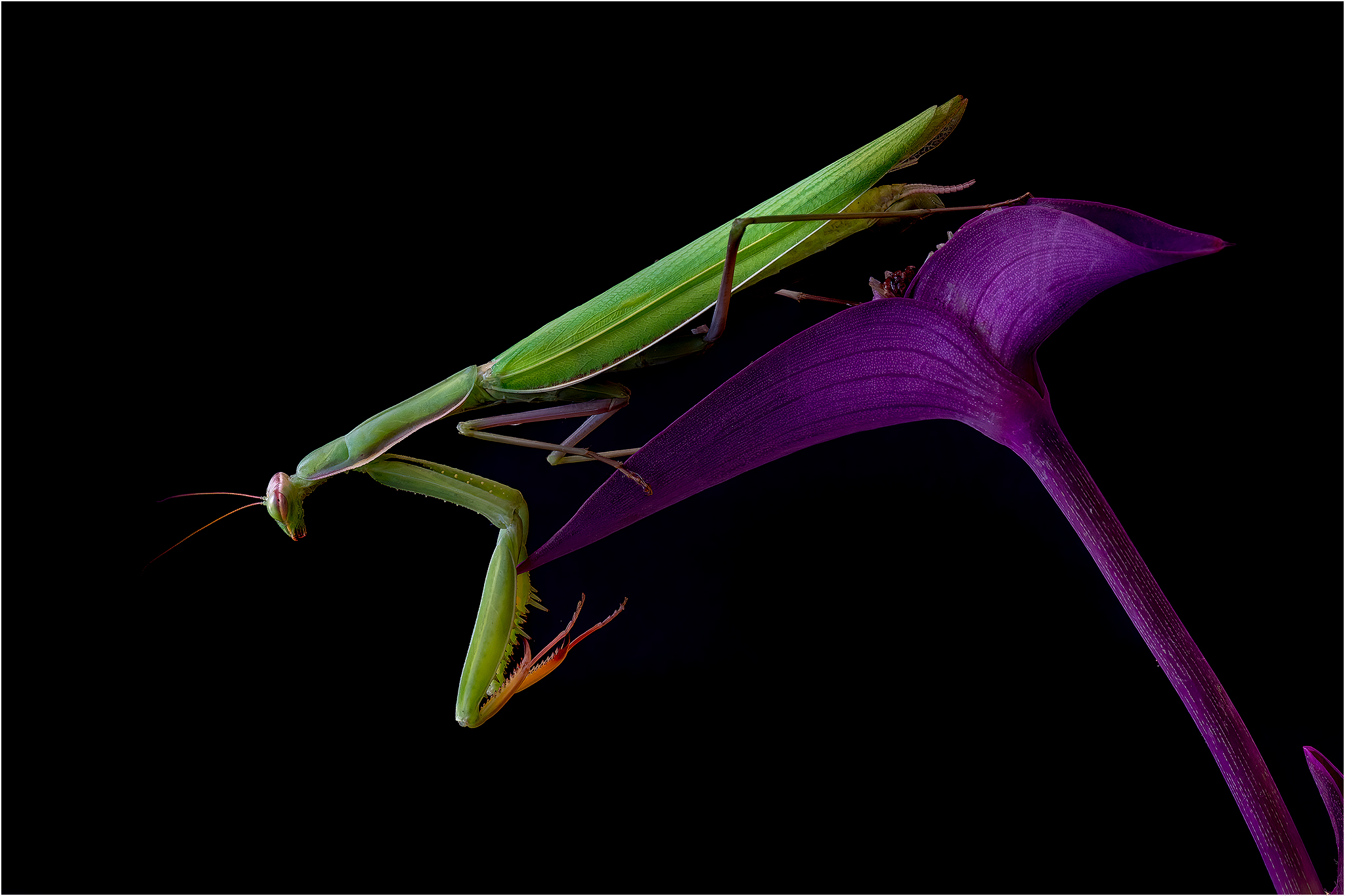 Model Mantide Religiosa