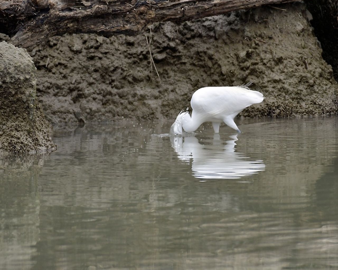 . The lunch of the Egret 1