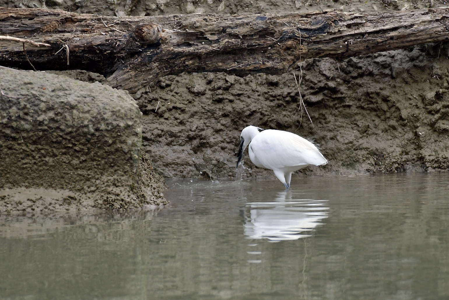 ... The lunch of the Egret 2