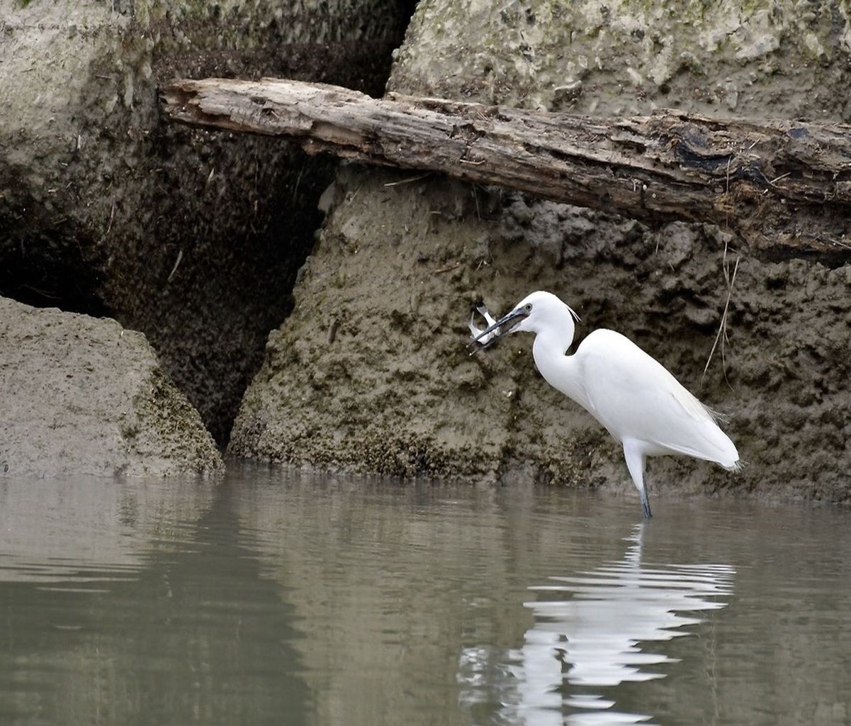 . The lunch of the Egret 3
