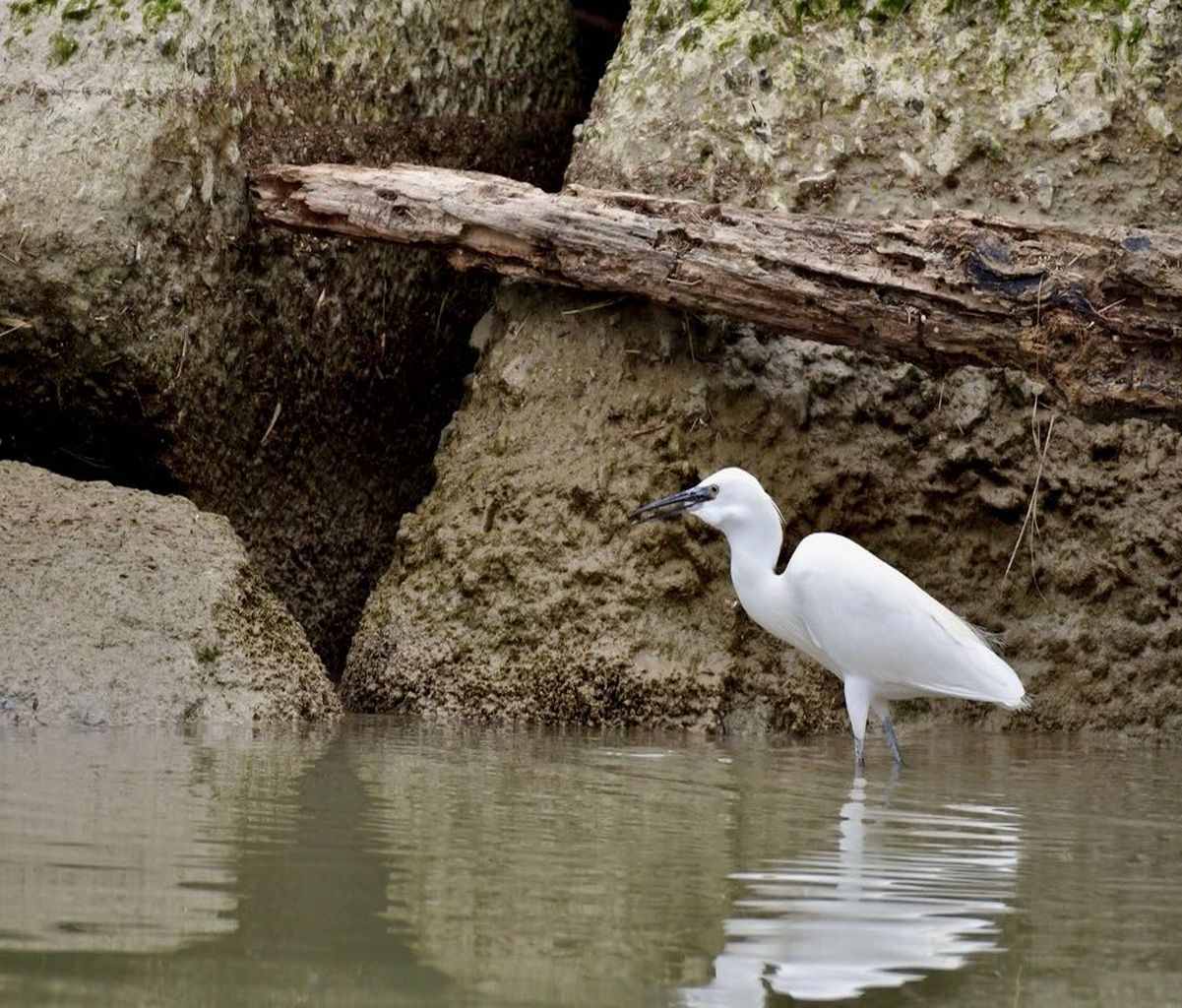 . The lunch of the Egret 4