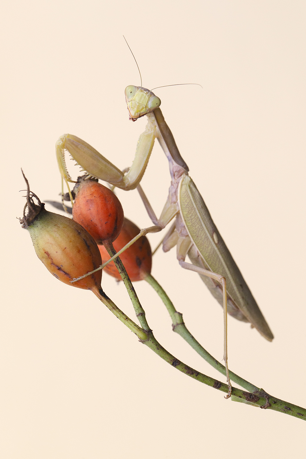 Mantis