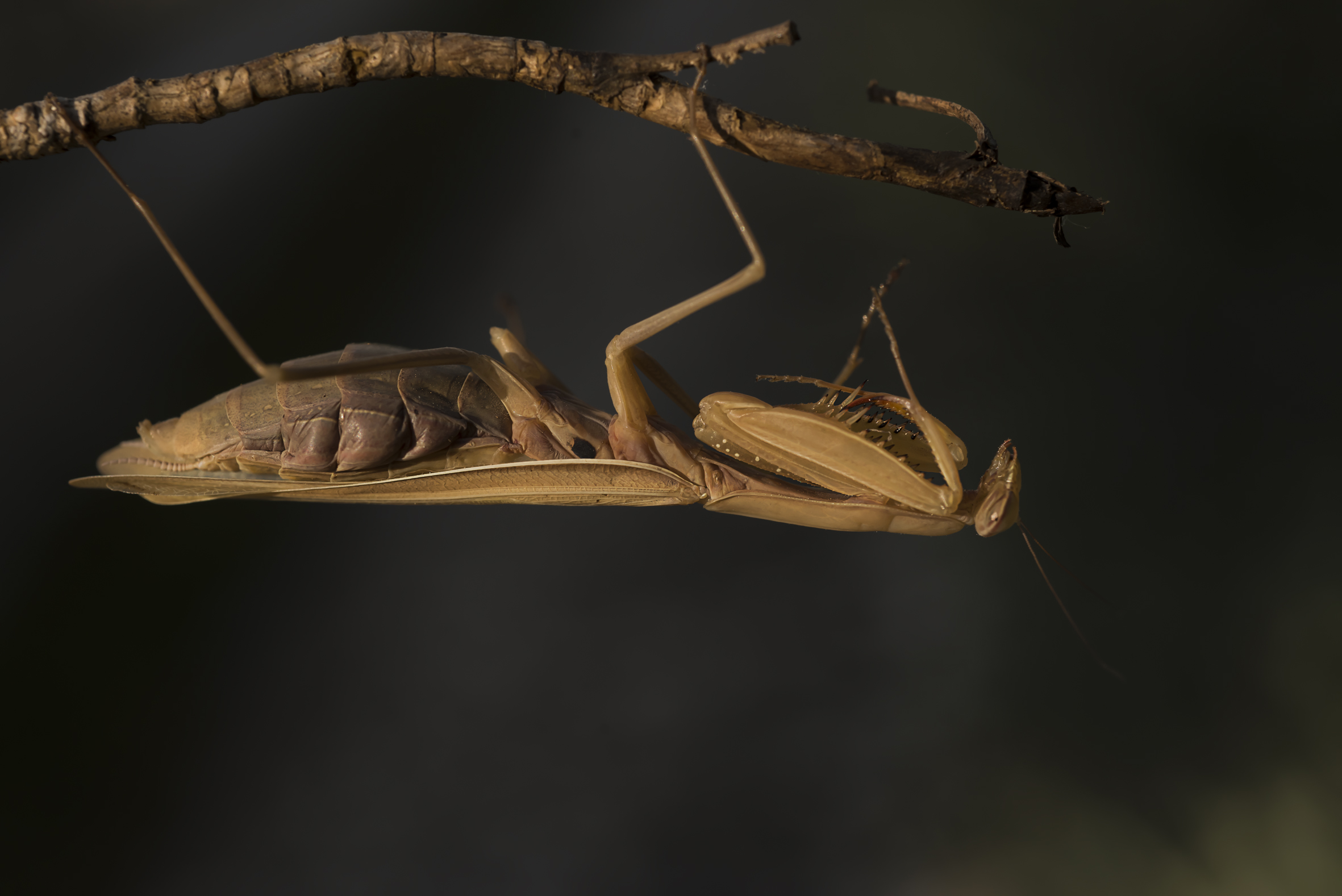 mantide in veste autunnale