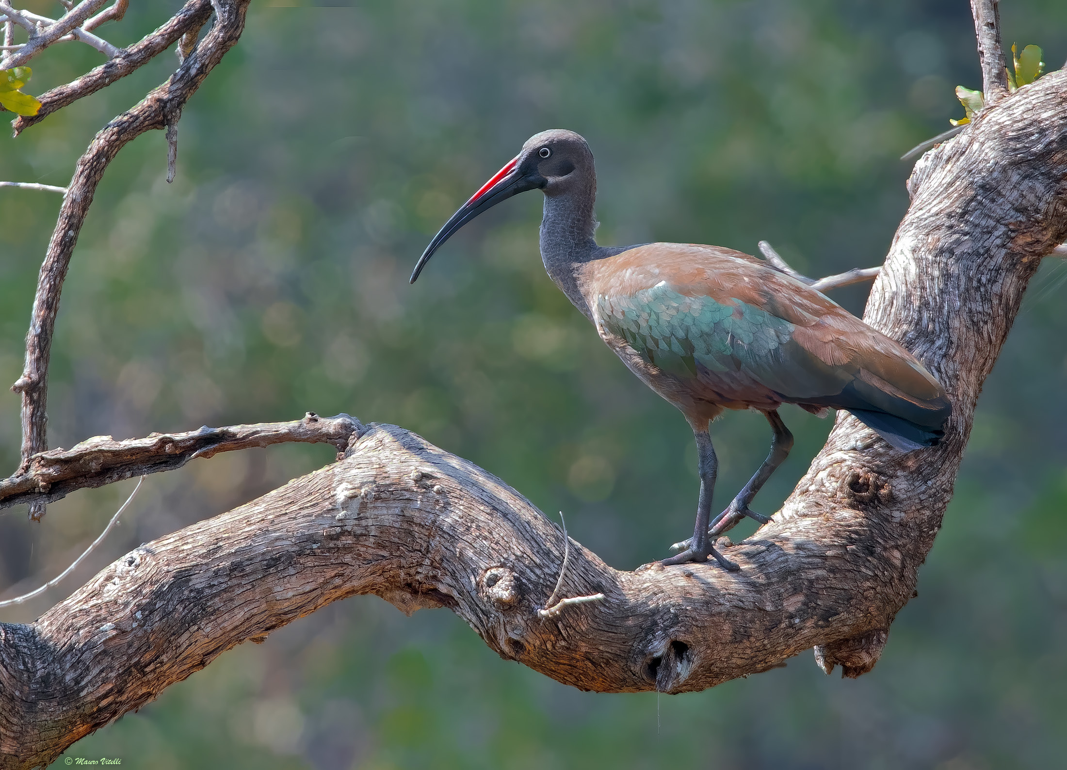 Ibis hadada (bostrychia hagedash)