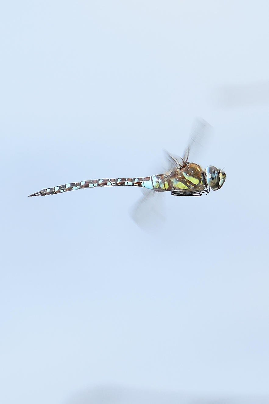 Dragonfly
