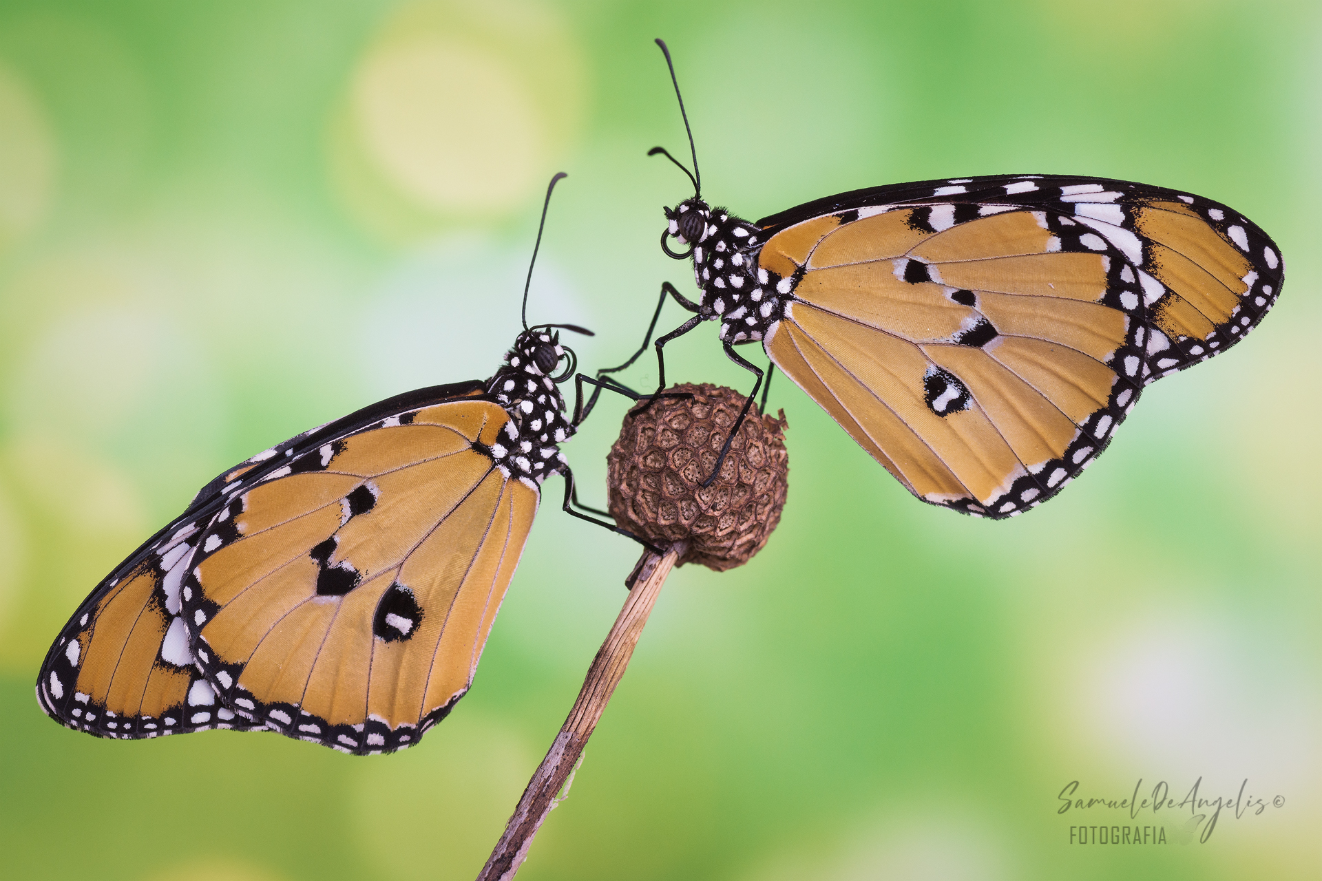 Danaus chrysippus (Monarca africano)