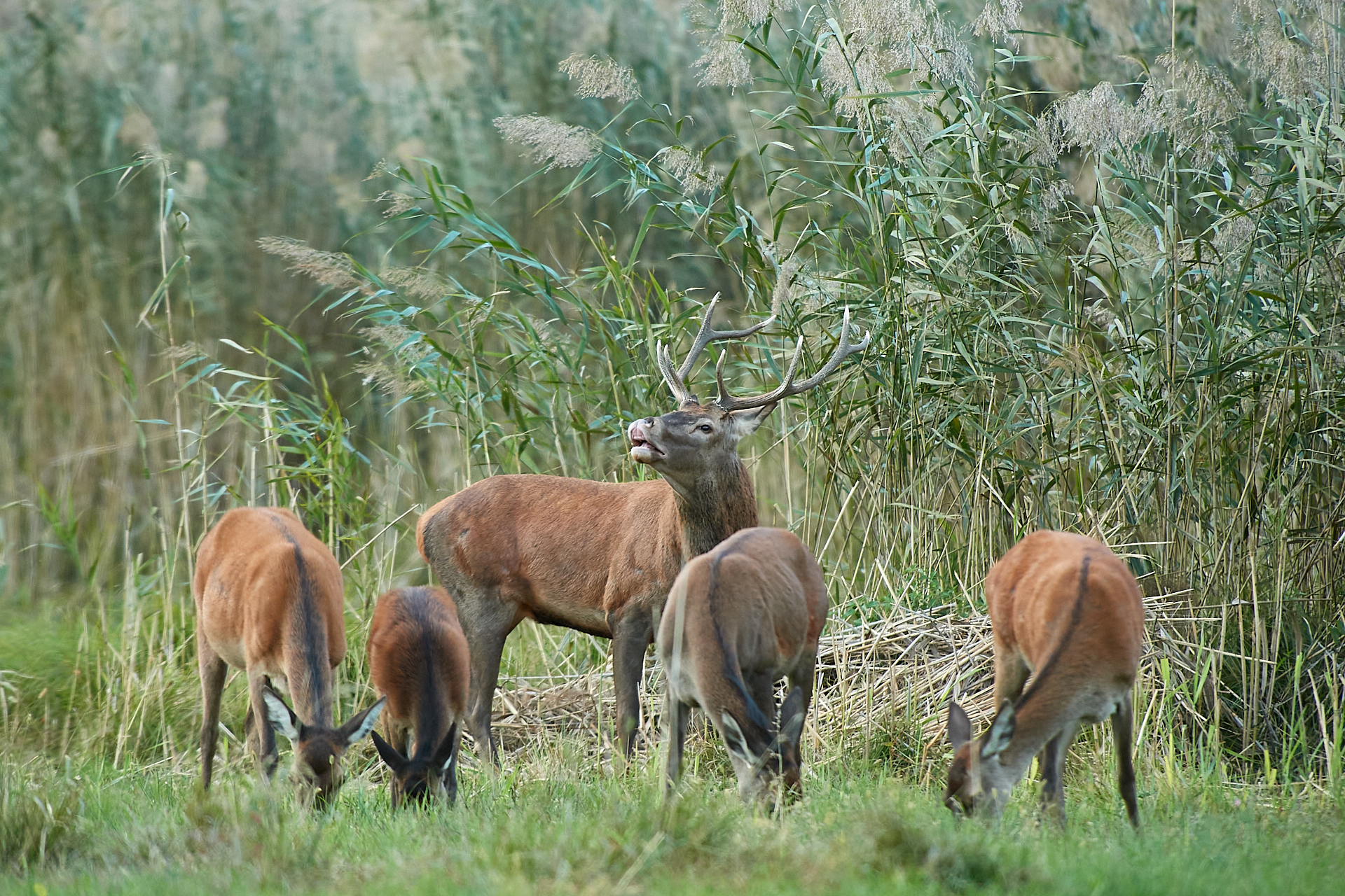 La famiglia