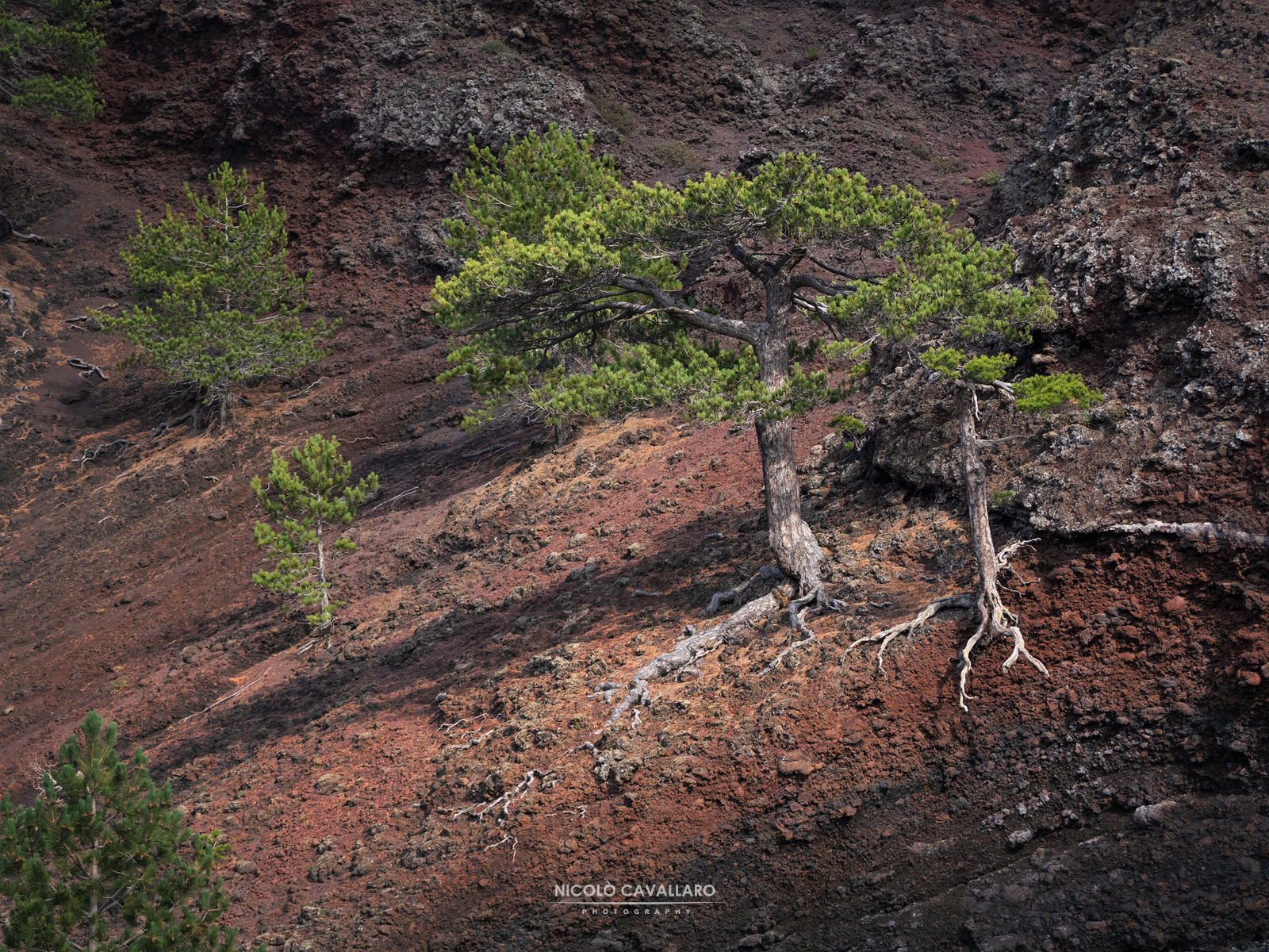 La forza della Natura