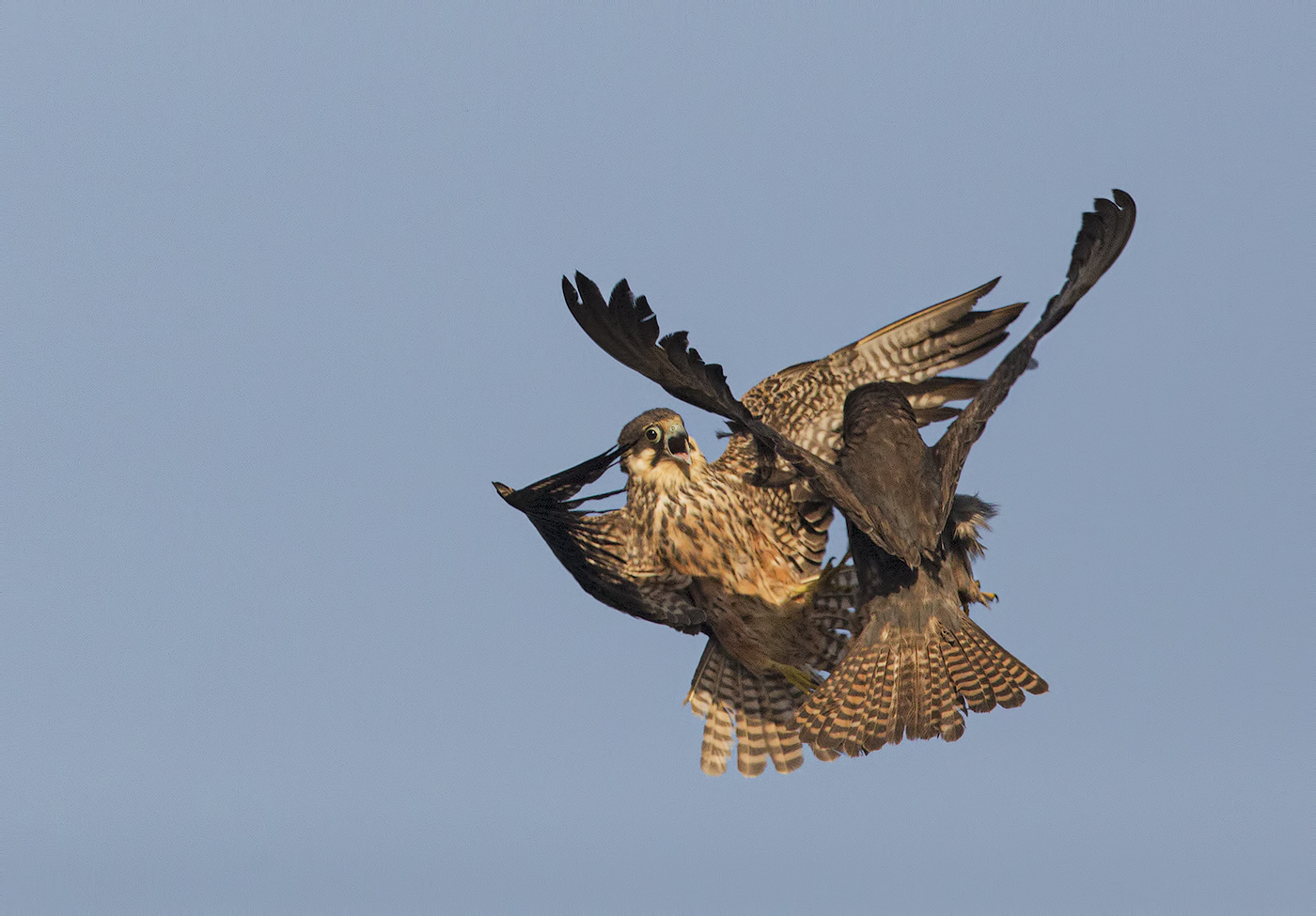 falco della regina (falco eleonorae)