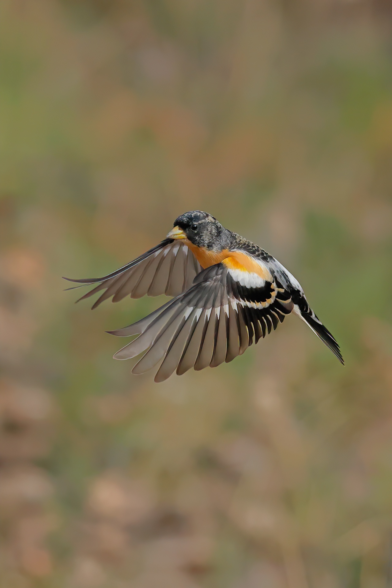 Brambling