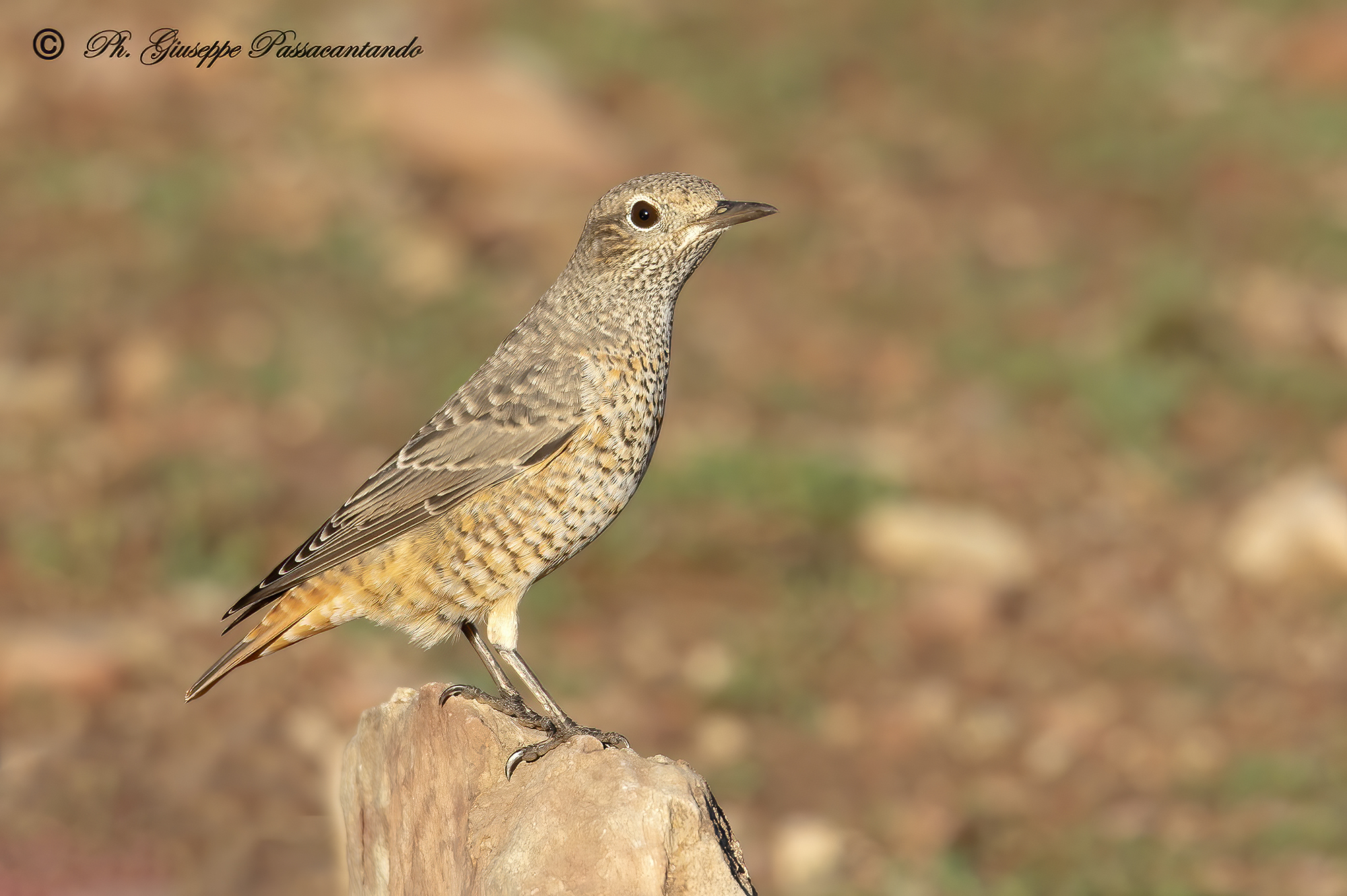 female redstart at the first light of day