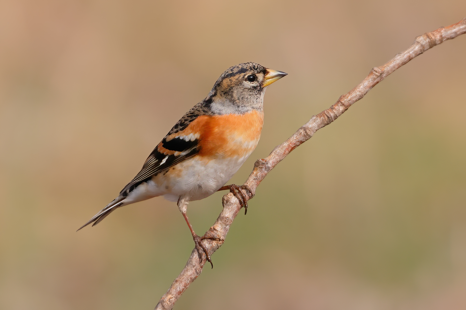 Brambling