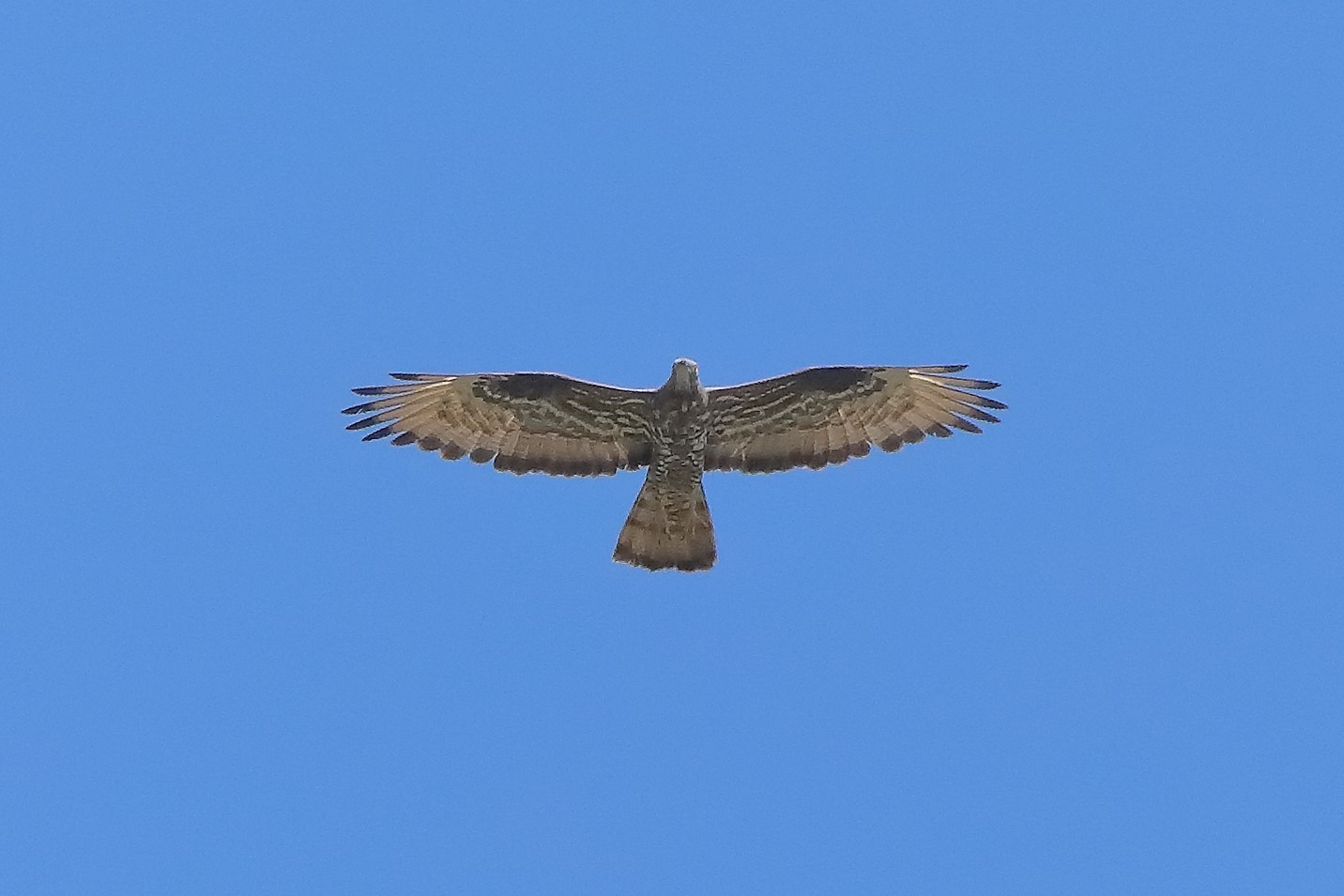 pecchiaiolo 03-07-2022