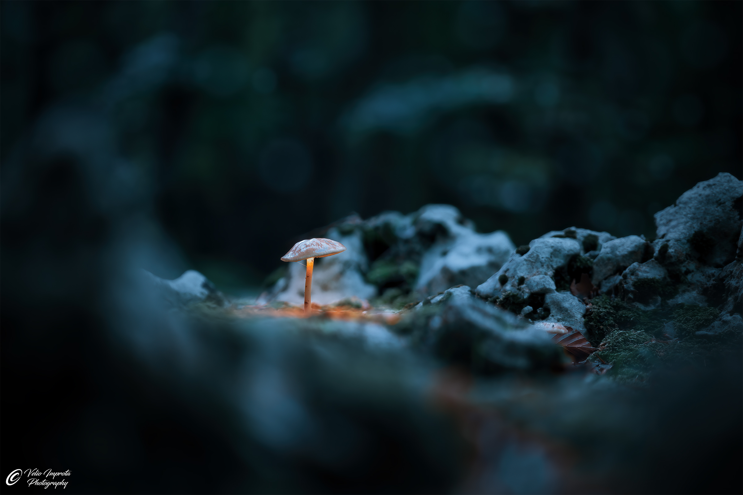 Un piccolo lampione nel bosco