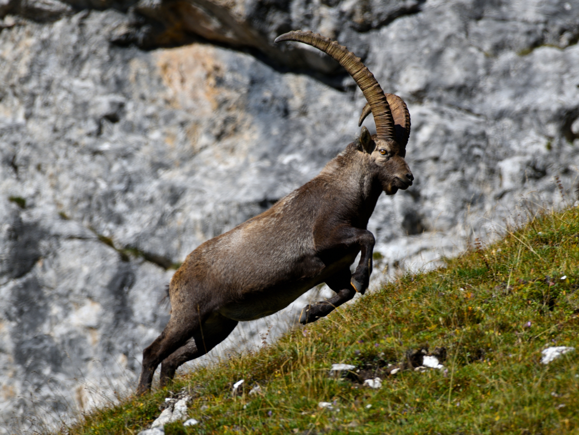 intimidating attack....