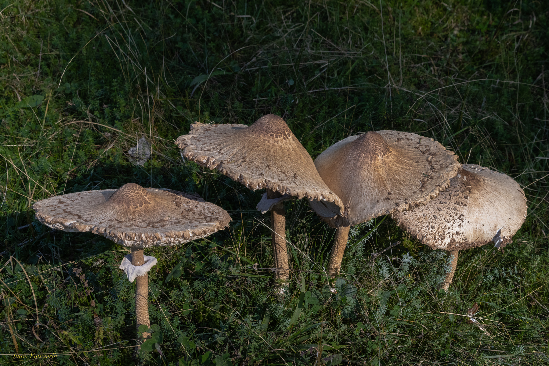 La bellezza del sottobosco