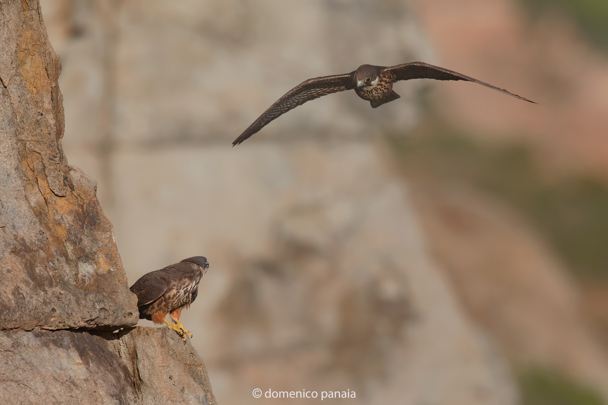 falco della regina