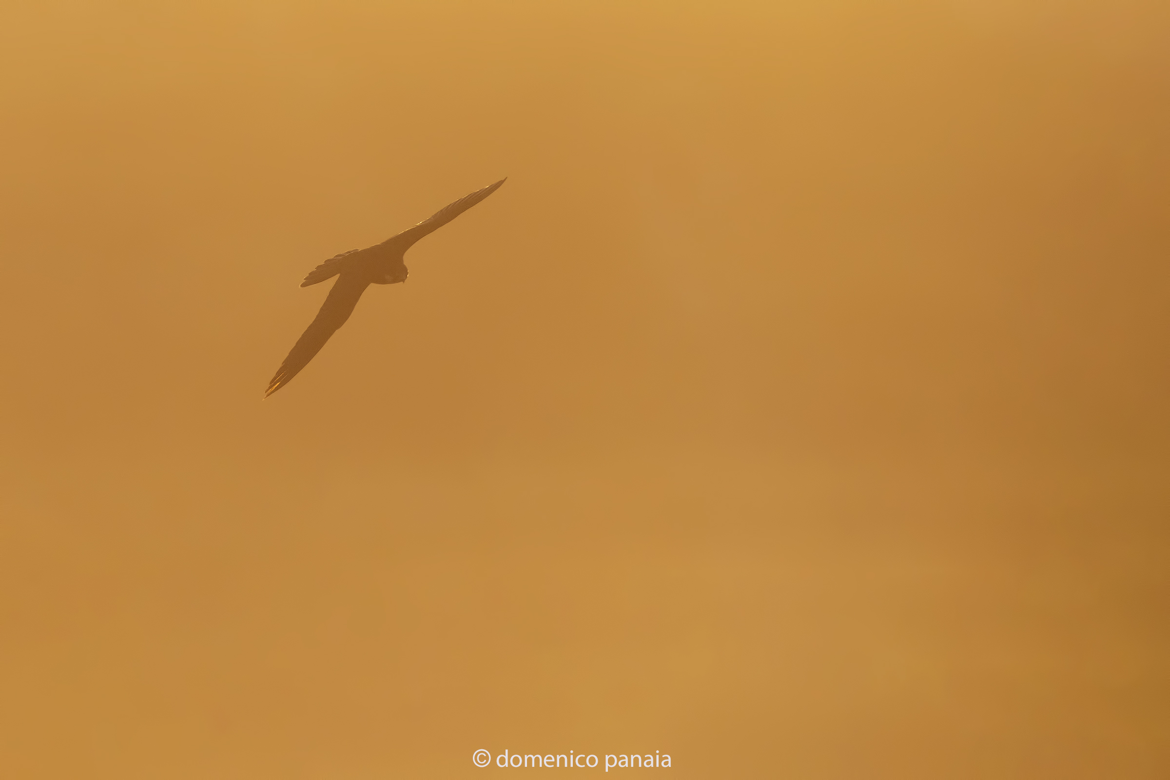 falco della regina