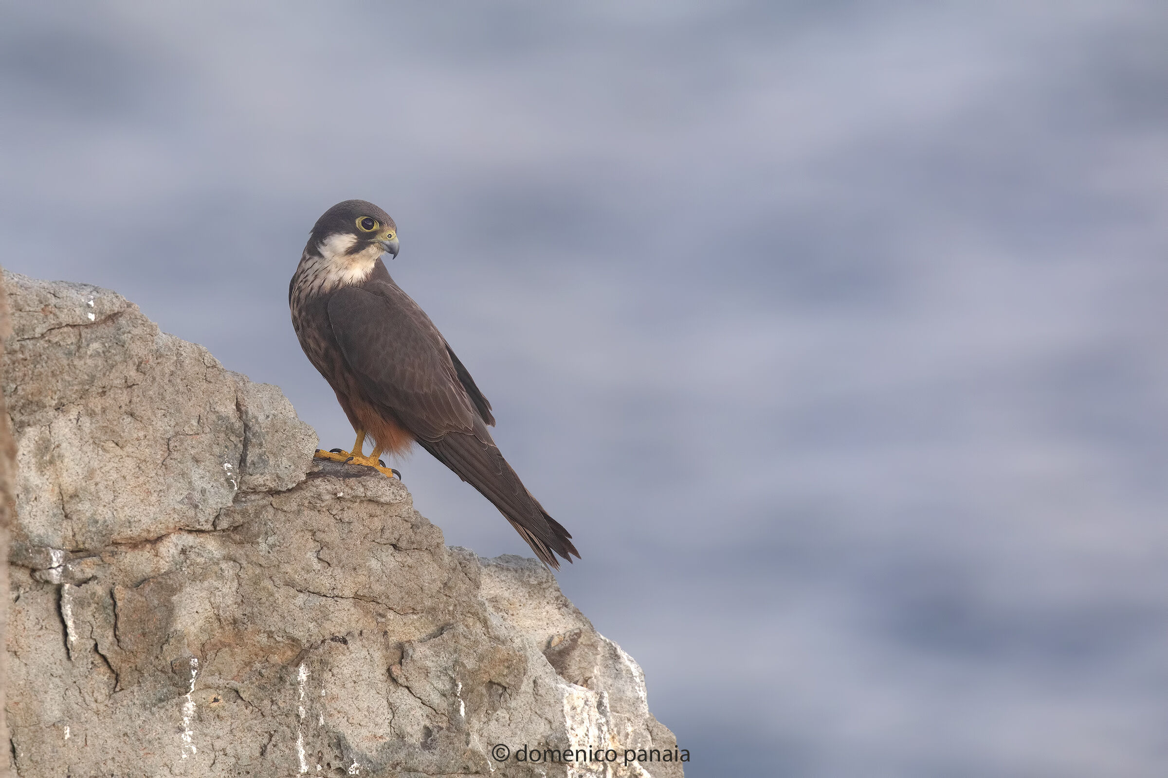 falco della regina