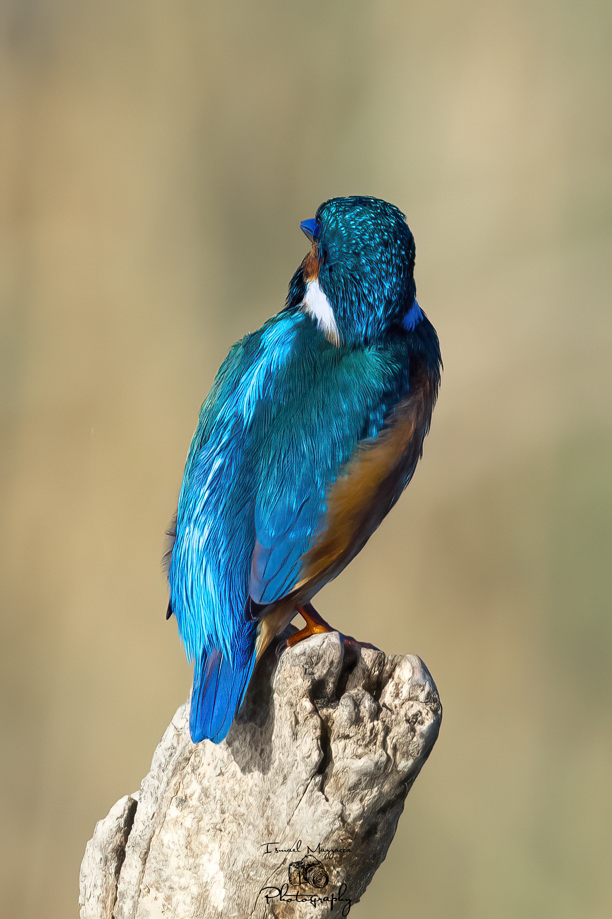 The wonderful colors of the kingfisher