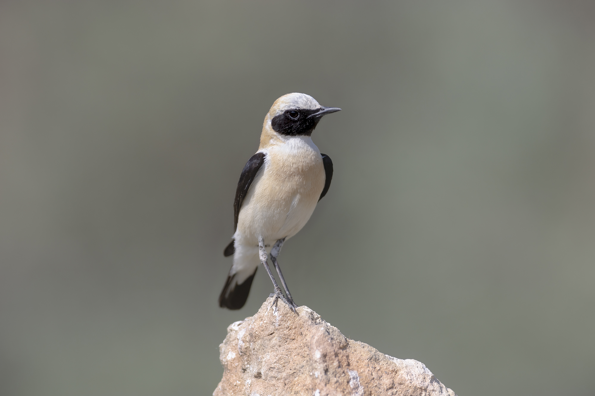 i colori della monachella occidentale