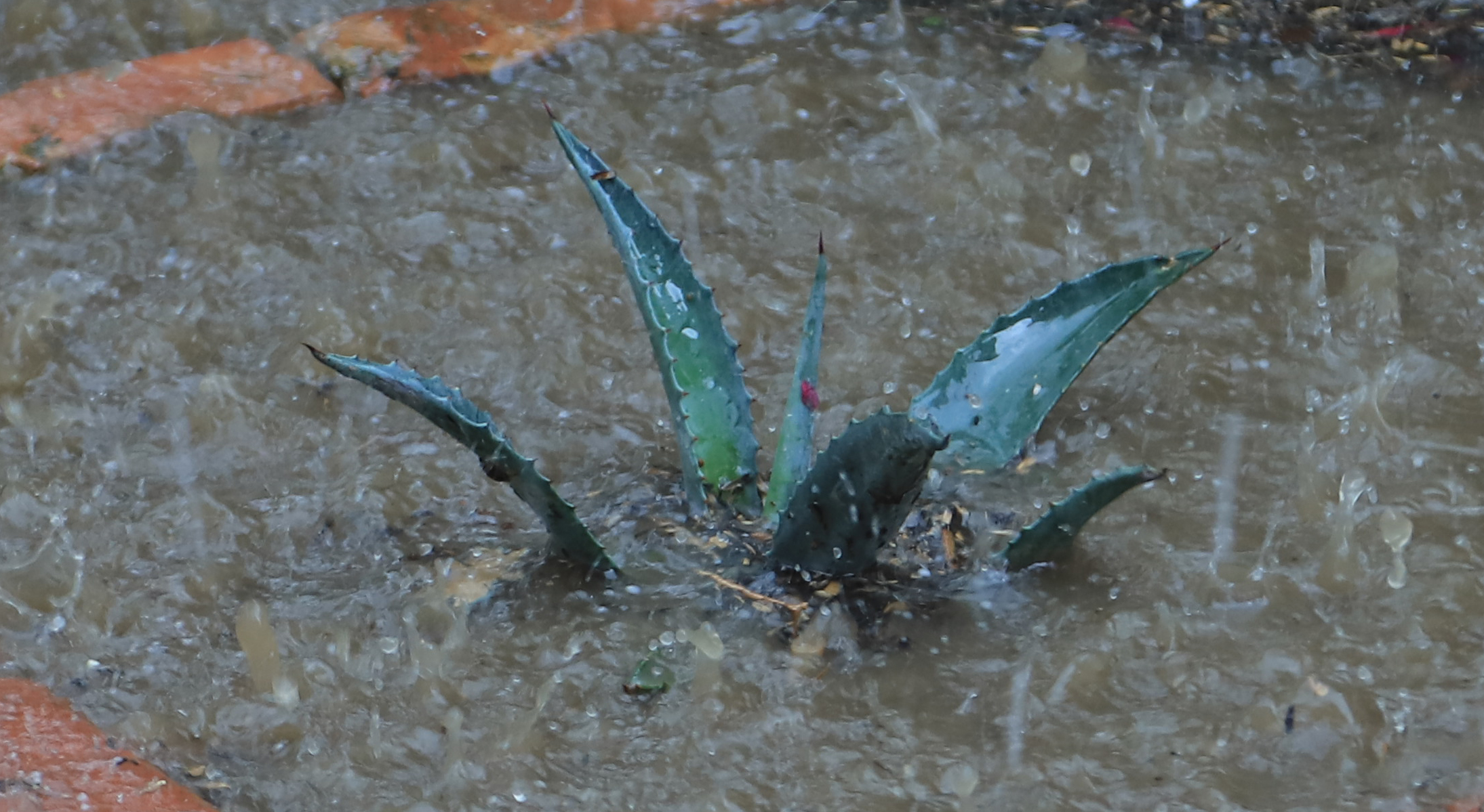Aloe