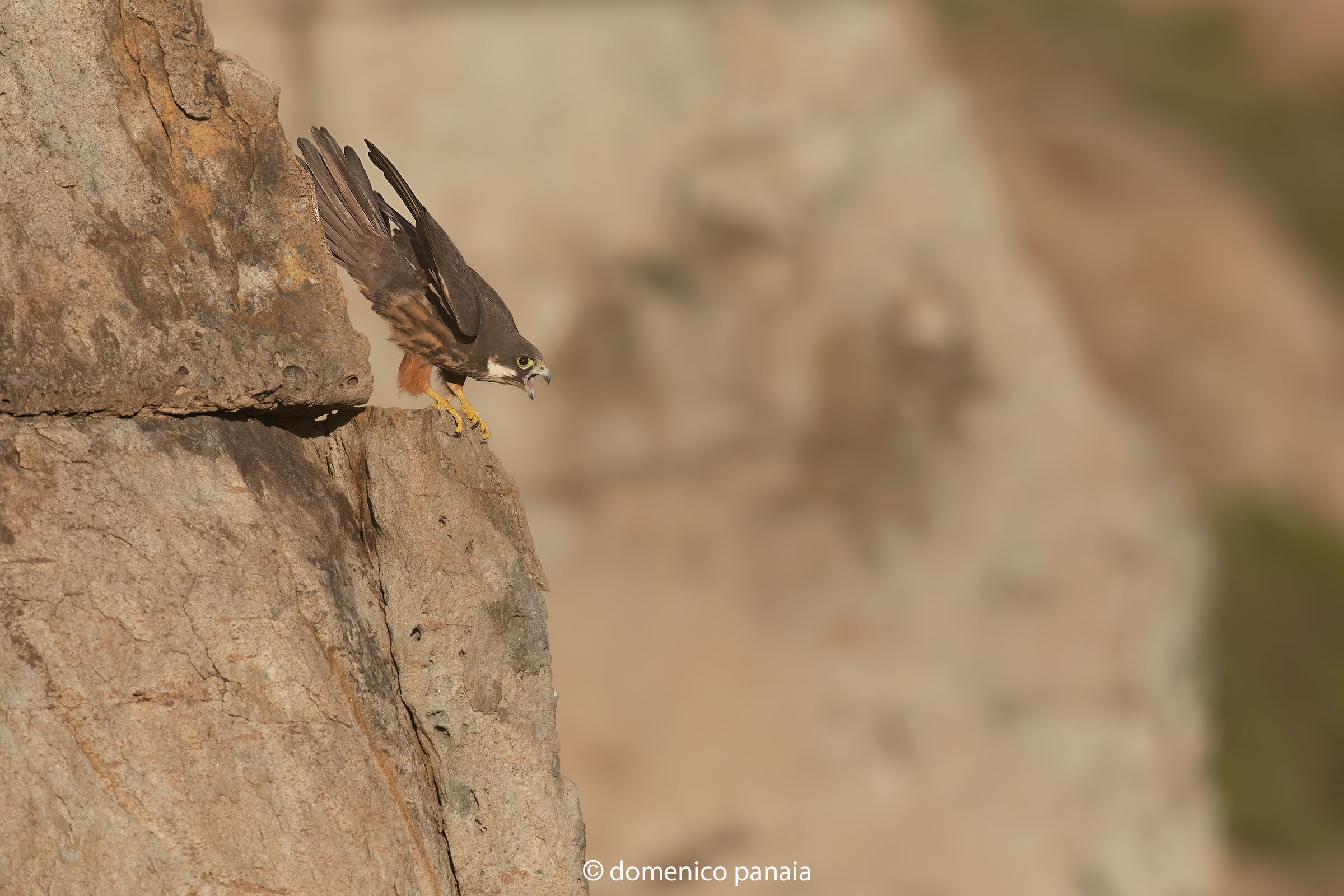 falco della regina