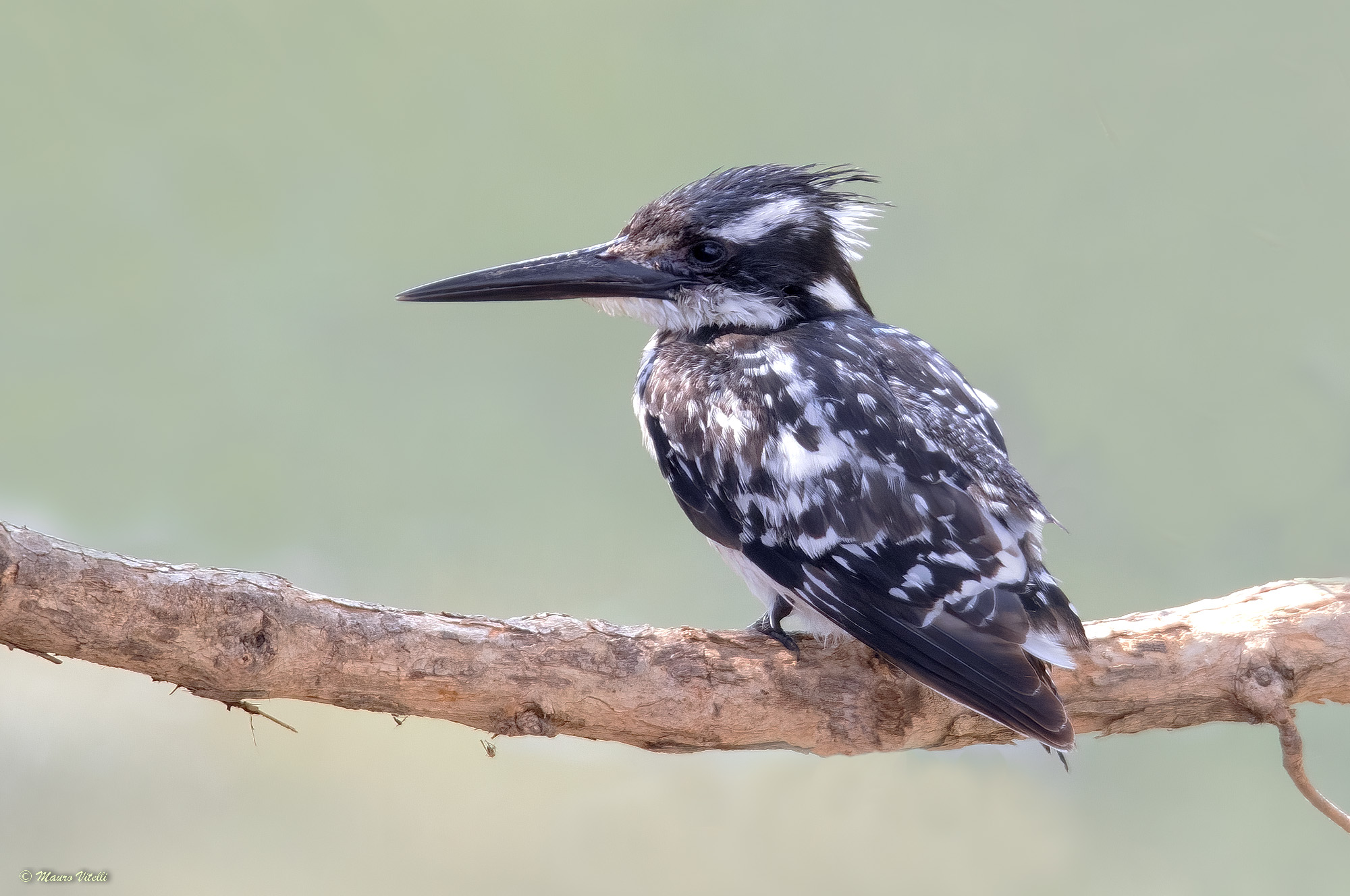 Black and white kingfisher(Ceryle rudis)