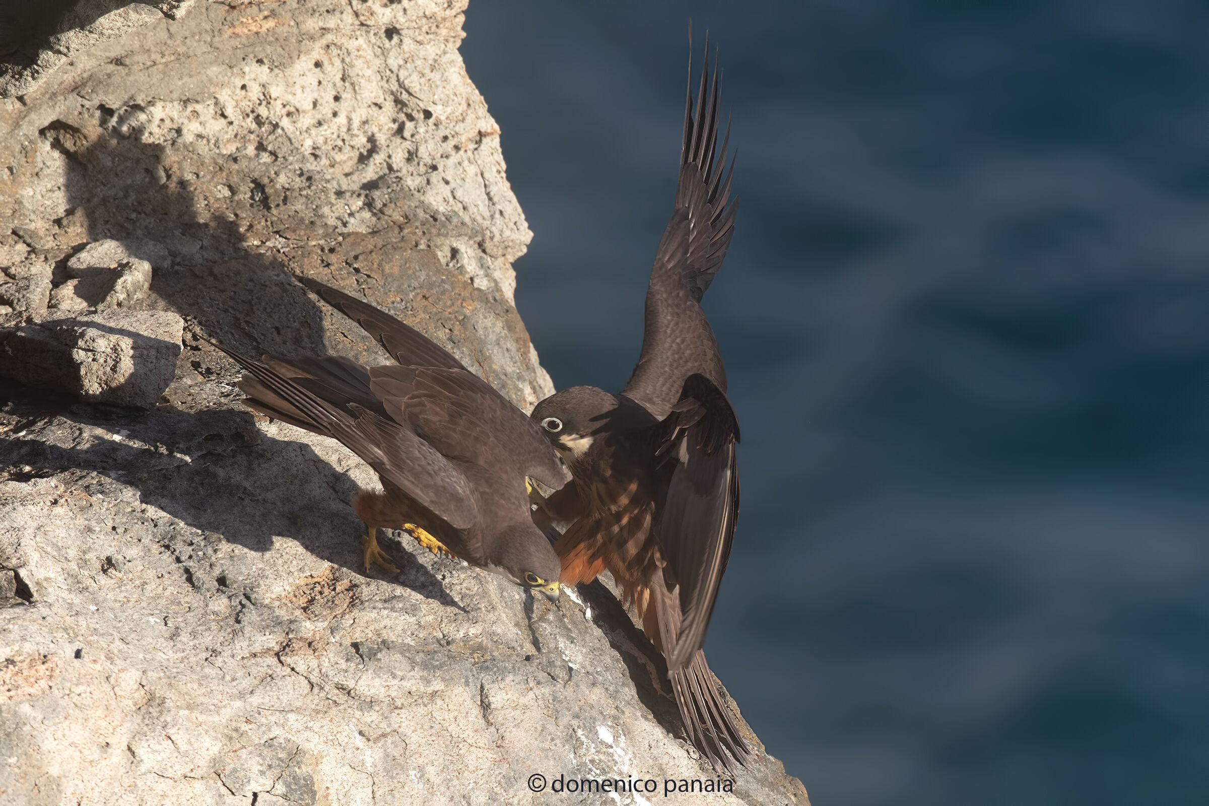 falco della regina