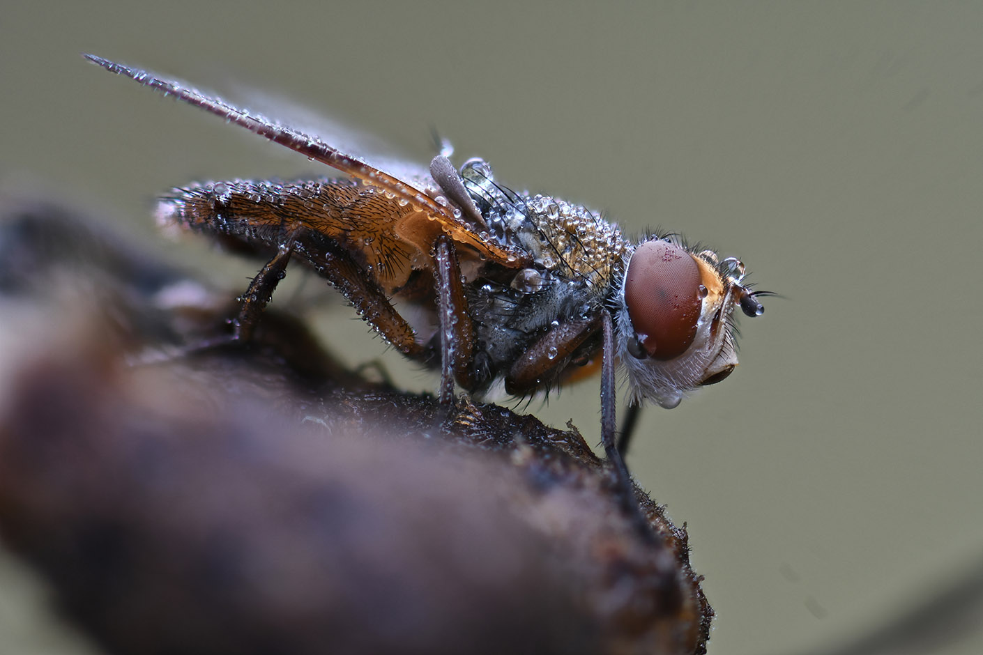 ectophasia crassipennis Oct 2022