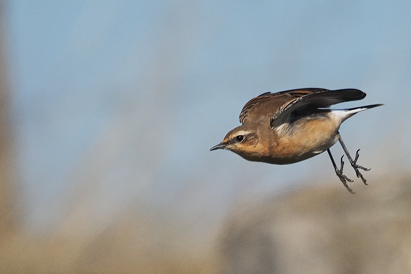 Avvio di Wheatear