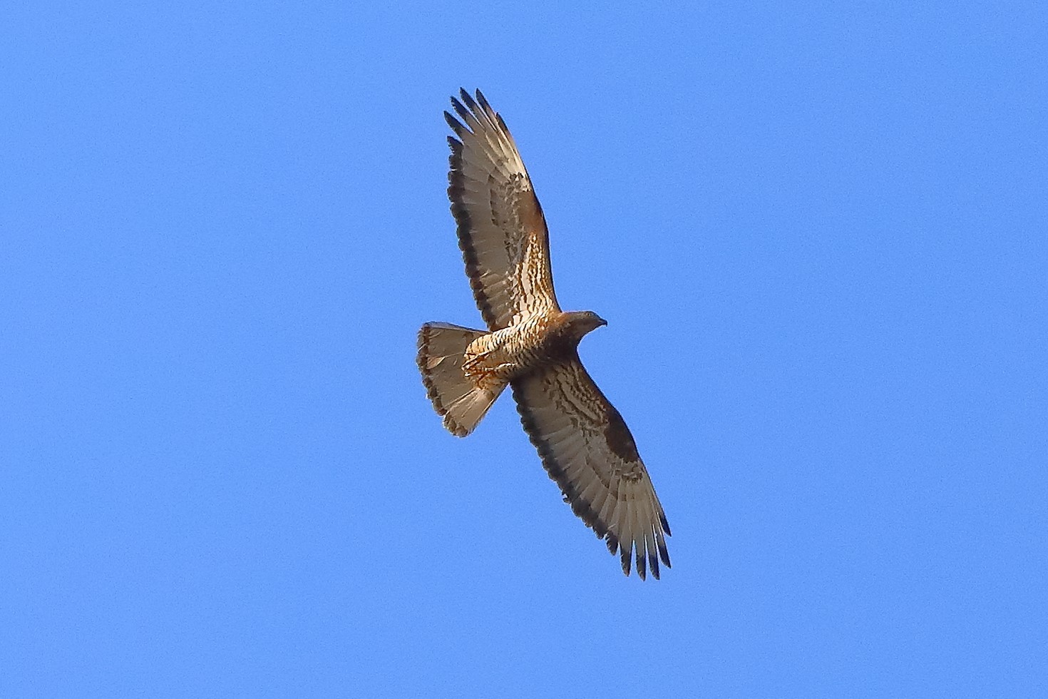 Falco pecchiaiolo luglio 2022