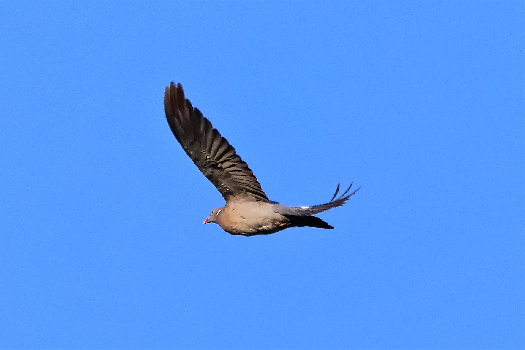 colombaccio 27-07-2022