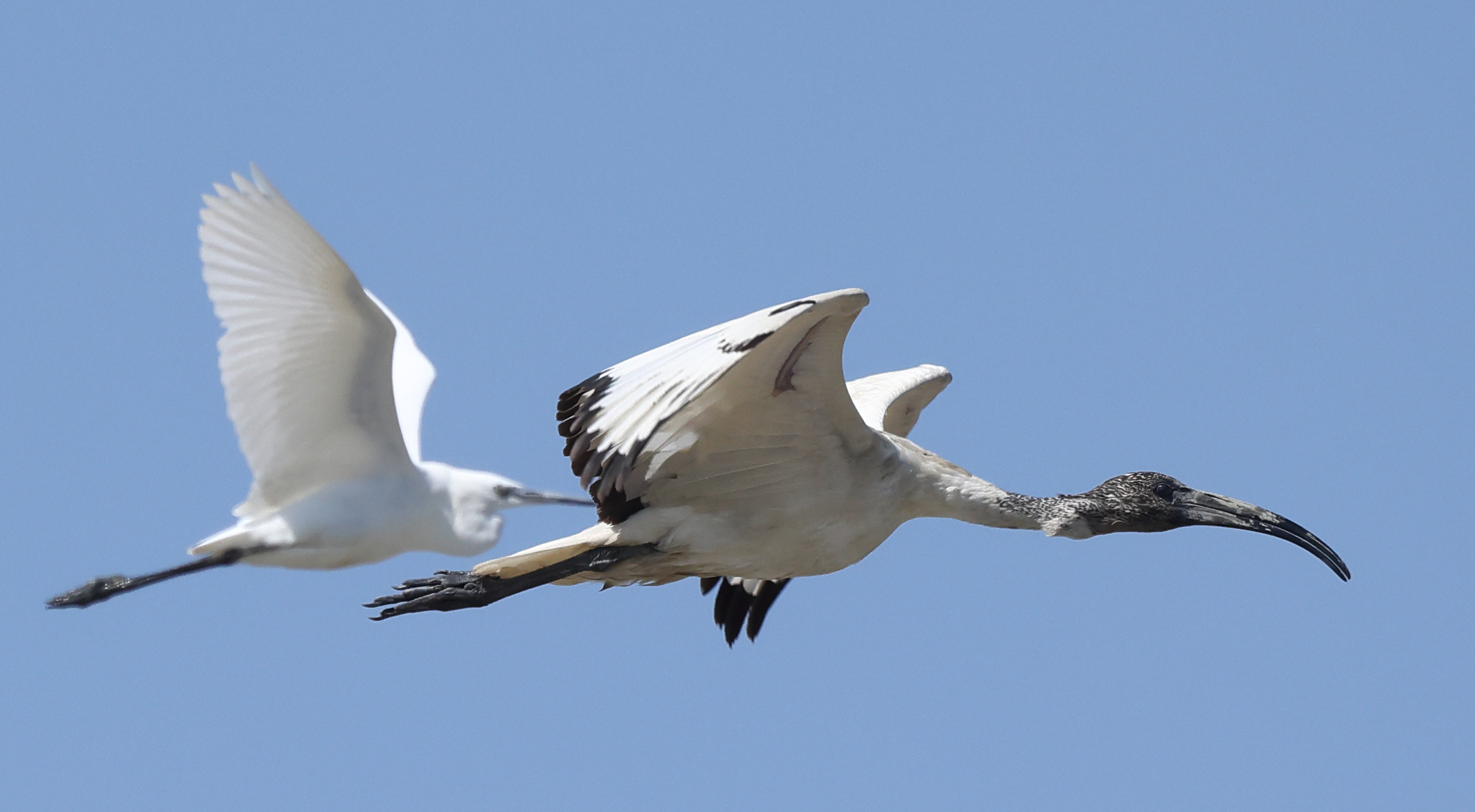 Sacred ibis.