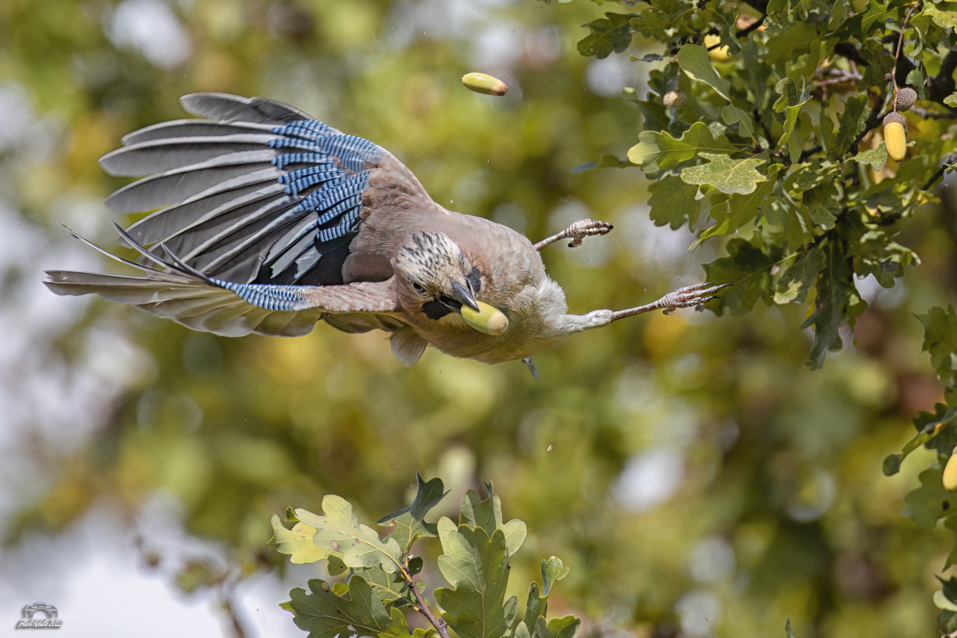 Jay