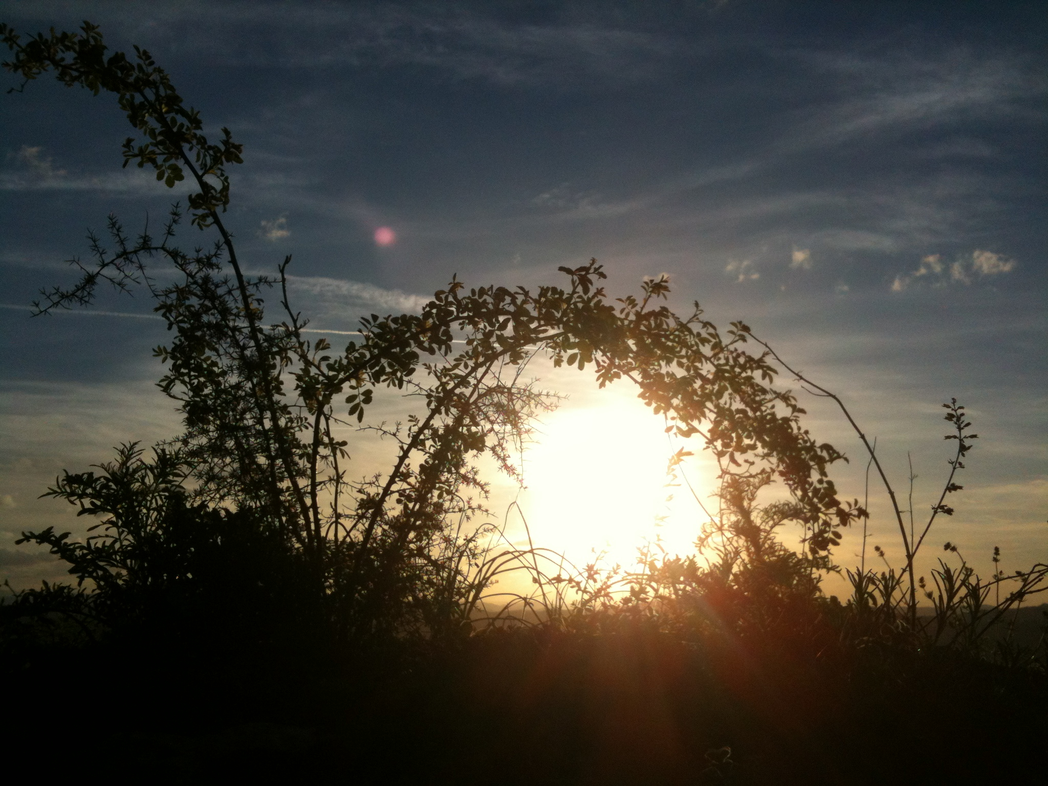 Il cerchio della Vita