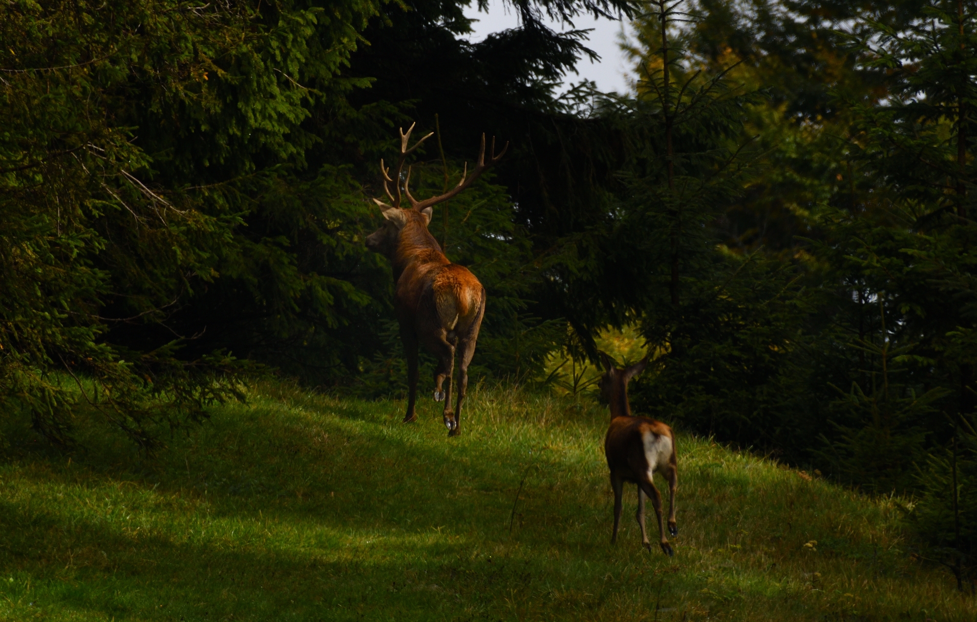walking in the woods...