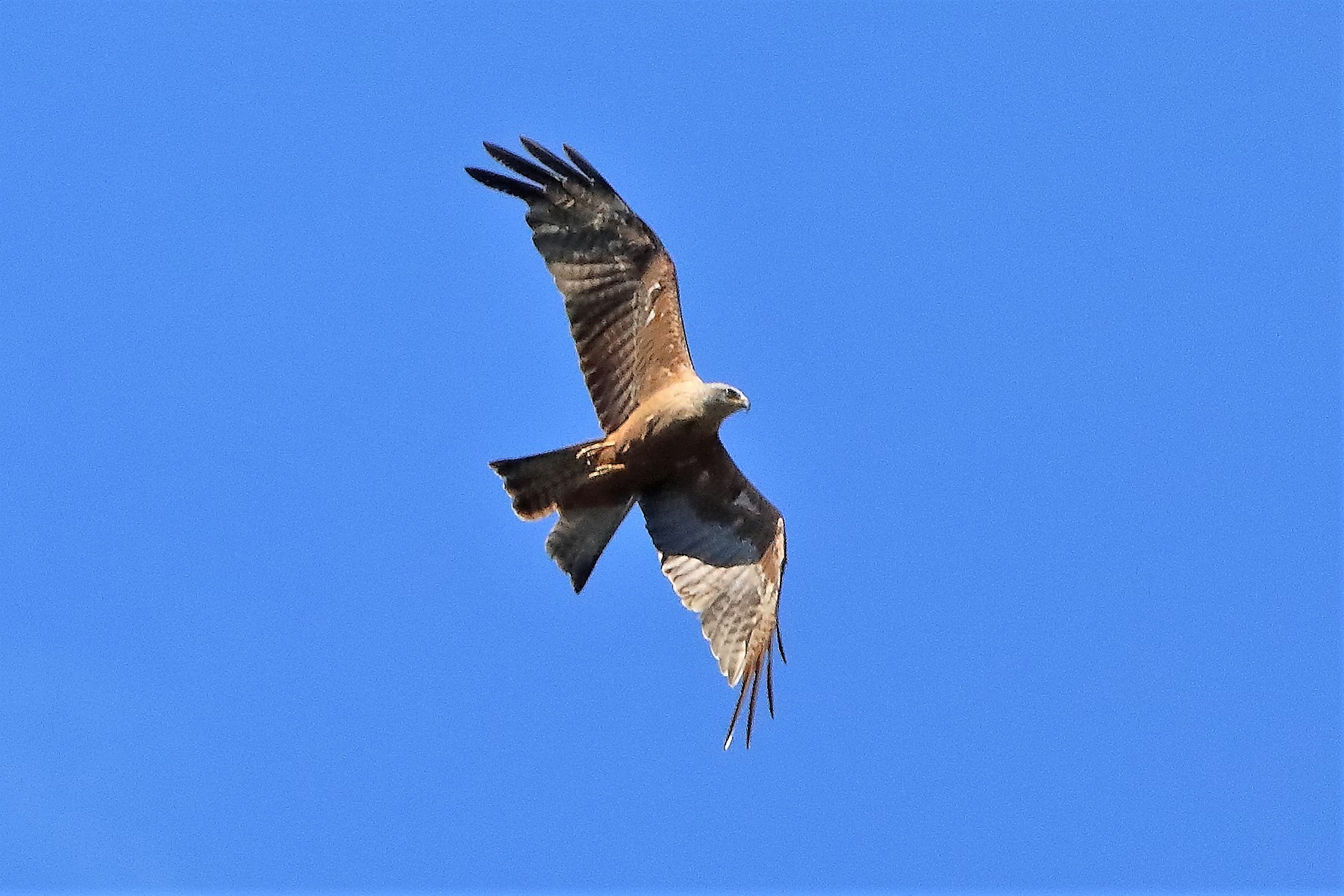 Nibbio bruno 30-07-2022