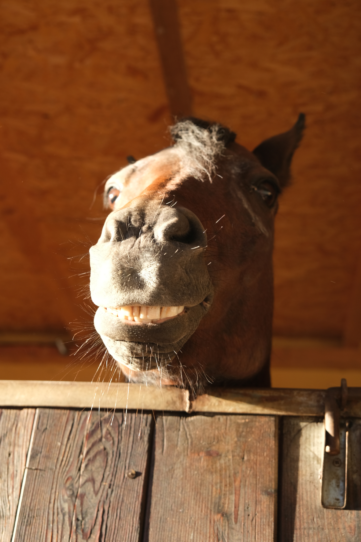 Smiling pony