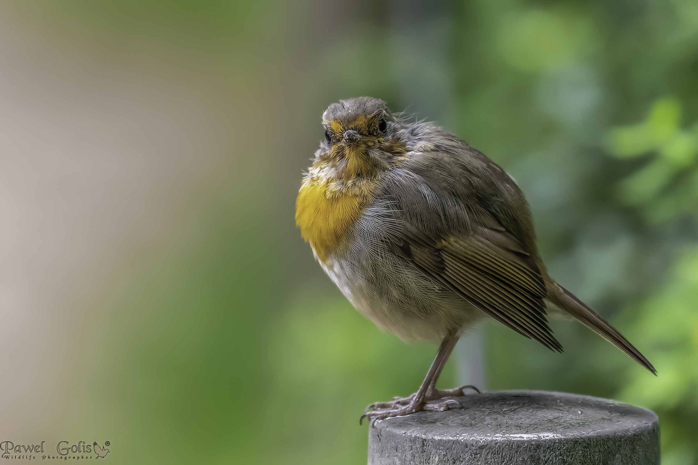 Pettirosso europeo (Erithacus rubecula)