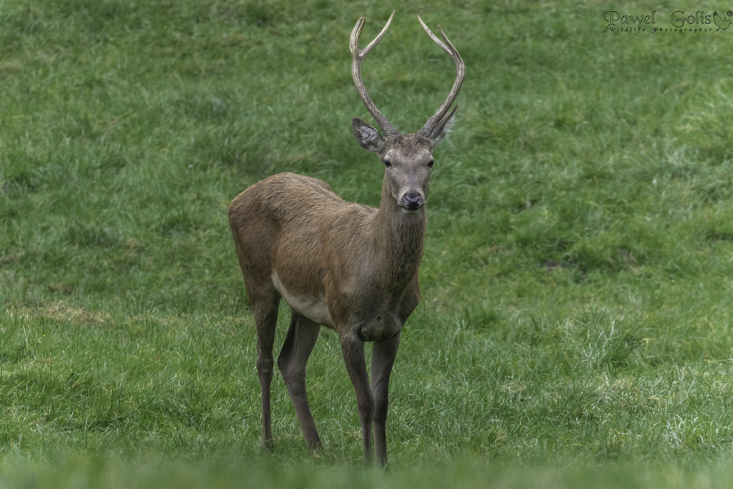 Cervo (Cervus elaphus)
